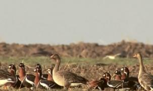 Brăilean anchetat după ce a mâncat o gâscă protejată de lege