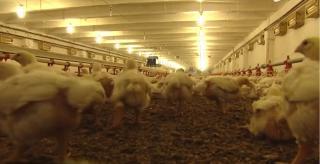 Alertă alimentară în vestul României, din cauza gripei aviare