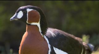 Brăileanul acuzat că a mâncat o gâscă protejată de lege dă vina pe "duşmanii din comună"