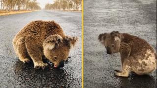 Un ursuleț koala însetat bea apă de ploaie de pe șosea, într-o zonă pârjolită din Australia (Video)