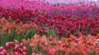 Peisaj de poveste de Ziua Națională a Lalelei, în Olanda (Video)