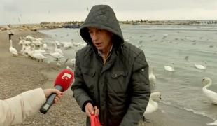 Lebedele sunt vedetele iernii pe litoral