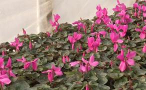 Vremea bună ieftinește florile. În serele din Gorj este deja primăvară