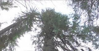 Bradul de 500 de ani din Munţii Cindrel concurează pentru titlul de Arborele European al Anului 2020