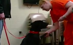 Deţinutele de la o închisoare din New York dresează câini din spatele gratiilor