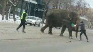 Doi elefanți evadați de la circ au ajuns pe o stradă aglomerată din Rusia (Video)