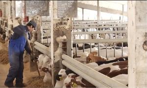 Muncitorii nepalezi, tot mai căutaţi pe piaţa muncii din România