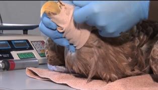 O acvilă uriaşă, protejată în Europa, aproape omorâtă la Teleorman