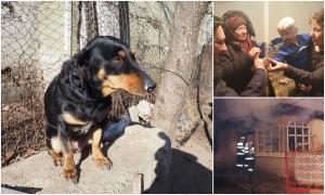 Cățelușa Chira şi-a salvat întreaga familie de la o moarte groaznică, în Teleorman (Video)