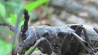 Gândacii care blochează construcția autostrăzii Sibiu - Piteşti, mutați cu ajutorul feromonilor