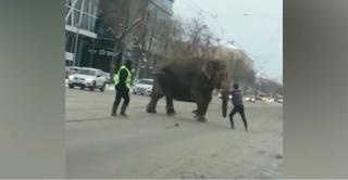 Doi elefanţi evadaţi de la un circ, plimbare în voie printr-un oraş din Rusia (Video)