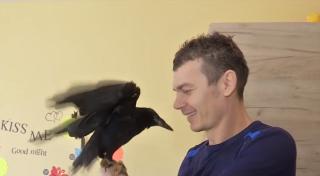 Crono, cioara devenită animal de companie pentru doi tineri din Târgu-Jiu