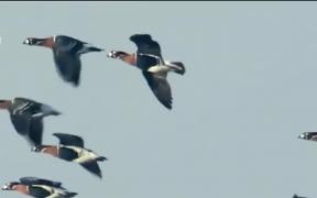 Gâscă protejată de lege, transformată în tocăniţă de un brăilean