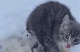 Pisoi salvați din gheață cu cafeaua din termos