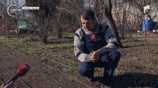 Vremea caldă din iarnă aduce pagube agricultorilor. O parte din culturi sunt compromise