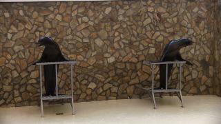 Leii de mare de la delfinariul din Constanţa îşi iau adio de la publicul din România