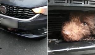 Câine lovit de maşină, încarcerat în bara de protecţie. Şoferiţa ar fi mers aşa până la secţie (Video)