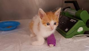 Tânărul din Timişoara, care adopta pisici doar ca să le omoare, trimis în judecată