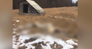 Leşul unui cal, momeală pentru a atrage animalele pe un fond de vânătoare, în Bistriţa Năsăud