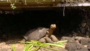 Descoperire revoluţionară în Insulele Galapagos! Țestoasa "Singuraticul George" ar putea avea urmași