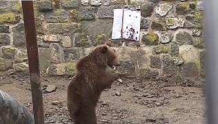 Ursii, vestitorii primăverii. Superstiţii şi legende