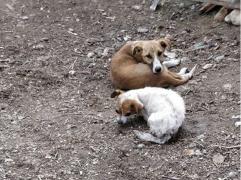 Pompierii din Vrancea au salvat doi câini şi o pisică dintr-un incendiu (Video)