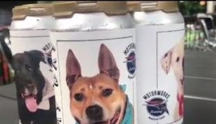 O cățelușă pierdută din Florida a fost reunită cu stăpânii săi după 3 ani