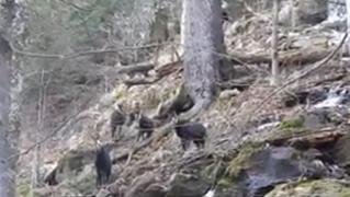 Imagini inedite în Munţii Tarcăului. Mai multe capre negre au coborât în zone mai joase