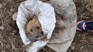 Cățelușă abandonată într-un sac pe un câmp din Brașov, salvată de o tânără