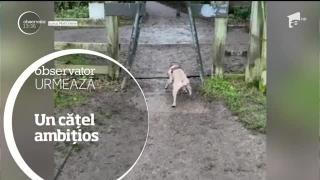 Observator 13 Weekend