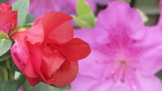 Expoziție de plante exotice la Grădina Botanică din Iași