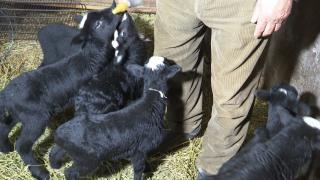 O oaie din Arad a adus pe lume 6 miei, spre surprinderea ciobanilor