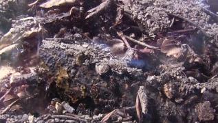 Mușuroiul furnicilor, expoziţie inedită la Iaşi (Video)