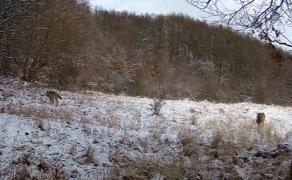 Animale sălbatice, filmate în mediul lor natural, în Munţii Apuseni (Video)