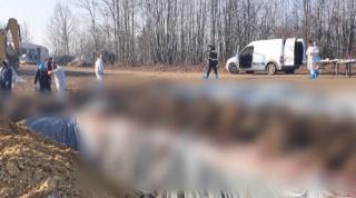 Nou focar de pestă porcină în Gorj. Sute de porci mistreţi sacrificaţi