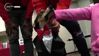 Câini căsătoriți de Ziua Îndrăgostiților, la un adăpost de animale