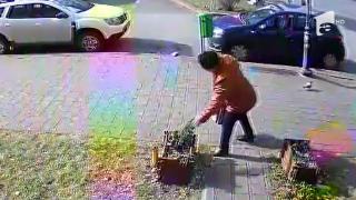 Trecători filmați când fură arbuștii de decor ai unei florării din Piatra Neamț (Video)