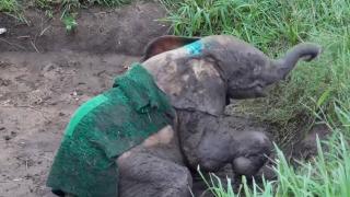 Pui albinos de elefant, salvat din capcana unui braconier, în Africa de Sud