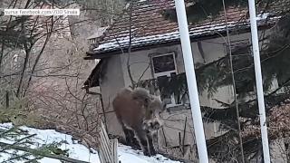 O turmă de mistreţi s-a plimbat prin Sinaia, în miezul zilei