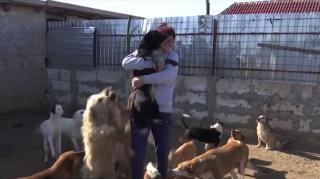 Ograda unei femei din Dolj, rai pentru animalele fără adăpost