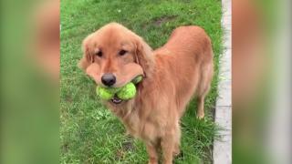 Un câine a devenit vedetă pe internet pentru că are gura mare (Video)