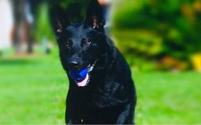 Cățelușa Teba, cel mai bun polițist cu blană (Video)