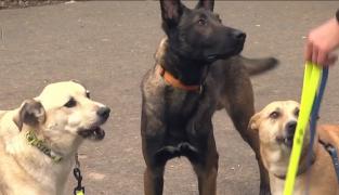 Câinii Cristinei Ţopescu au nevoie de un nou stăpân. Animalele se află în terapie de recuperare la Sibiu