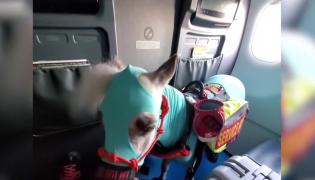 Cum a ajuns un ponei să zboare cu avionul, în Statele Unite (Video)
