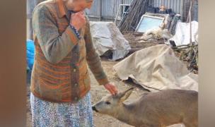 Căprioară salvată dintr-o pădure de lângă Galați, adoptată la Zoo