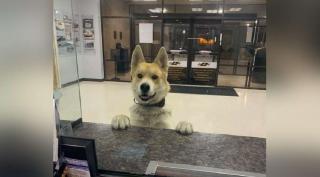 Un cățel dat dispărut s-a prezentat singur la secția de poliție, în Texas