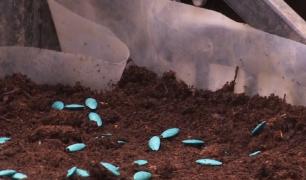 Legumele româneşti, mai puţine şi mai scumpe (Video)