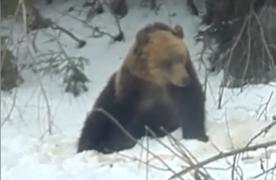 Ursul care îşi făcuse un obicei din a intra în gospodăriile sătenilor din Apuseni, tranchilizat şi relocat