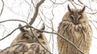 Zeci de bufniţe din Iaşi, punct de atracţie inedit la Casa de Asigurări de Sănătate