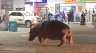 Un hipopotam a uimit şoferii din Africa de Sud, într-o benzinărie